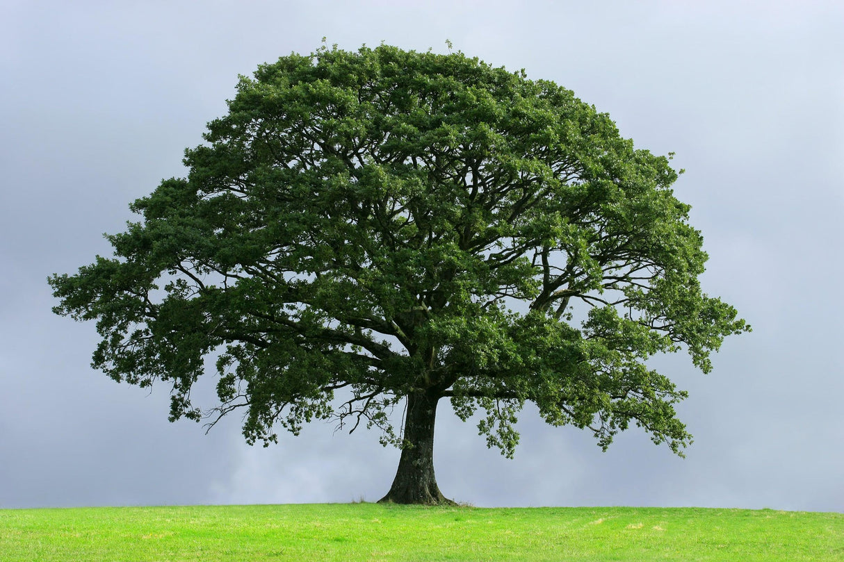 Flindersia australis - Australian Teak Tree