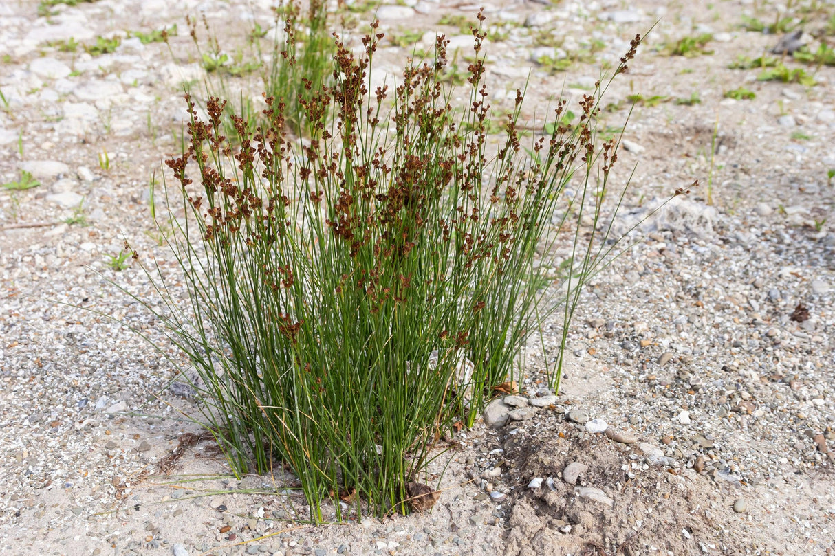 Juncus usitatus 'Common Rush' - Common Rush