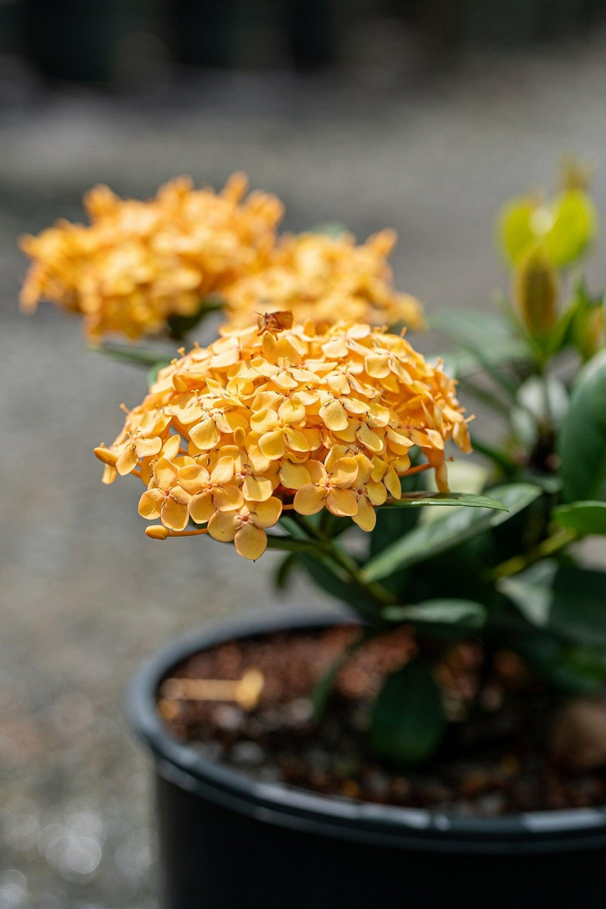 Ixora chinensis 'Compact Gold' - Compact Gold Ixora