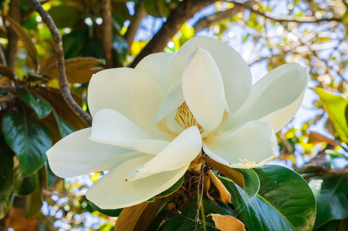 Magnolia grandiflora 'Coolwyn Gloss' - Coolwyn Gloss Magnolia