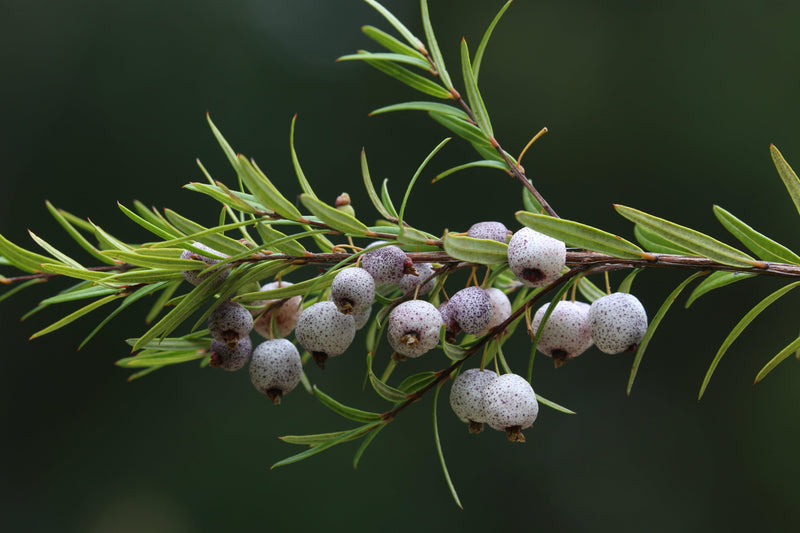 Austromyrtus 'Copper Tops' - توت الميدجن كوبر توبس
