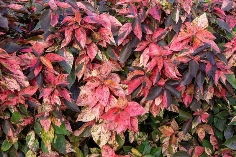 Acalypha wilkesiana - الورقة النحاسية