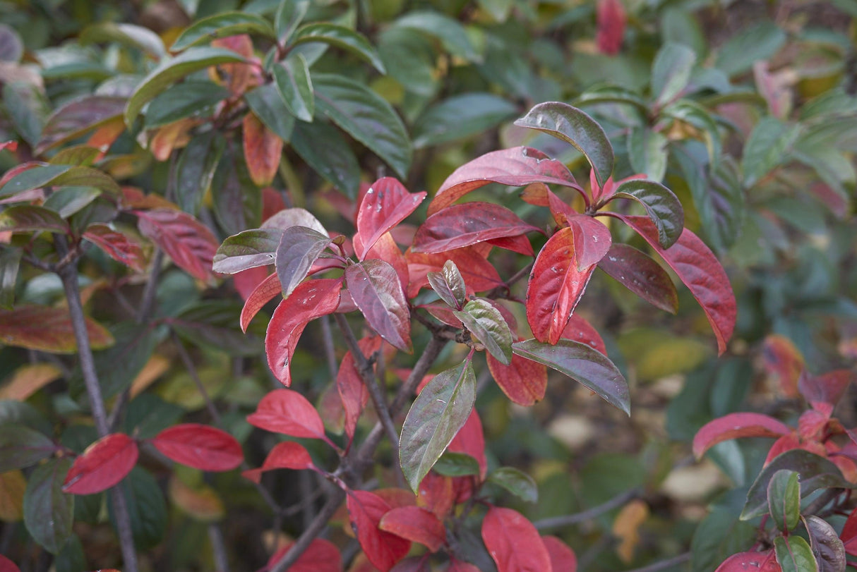 Viburnum odoratissimum 'Coppertop' - Coppertop Sweet Viburnum