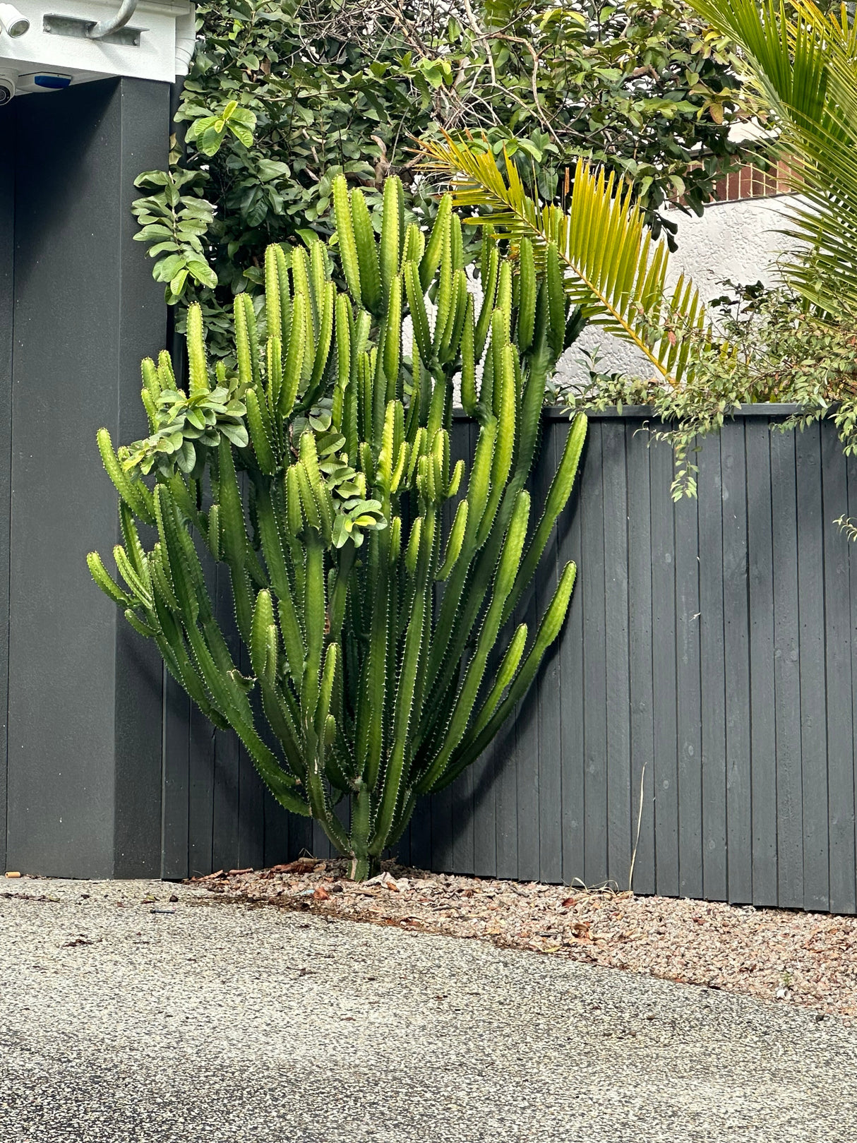 Euphorbia acrurensis - Cowboy Cactus