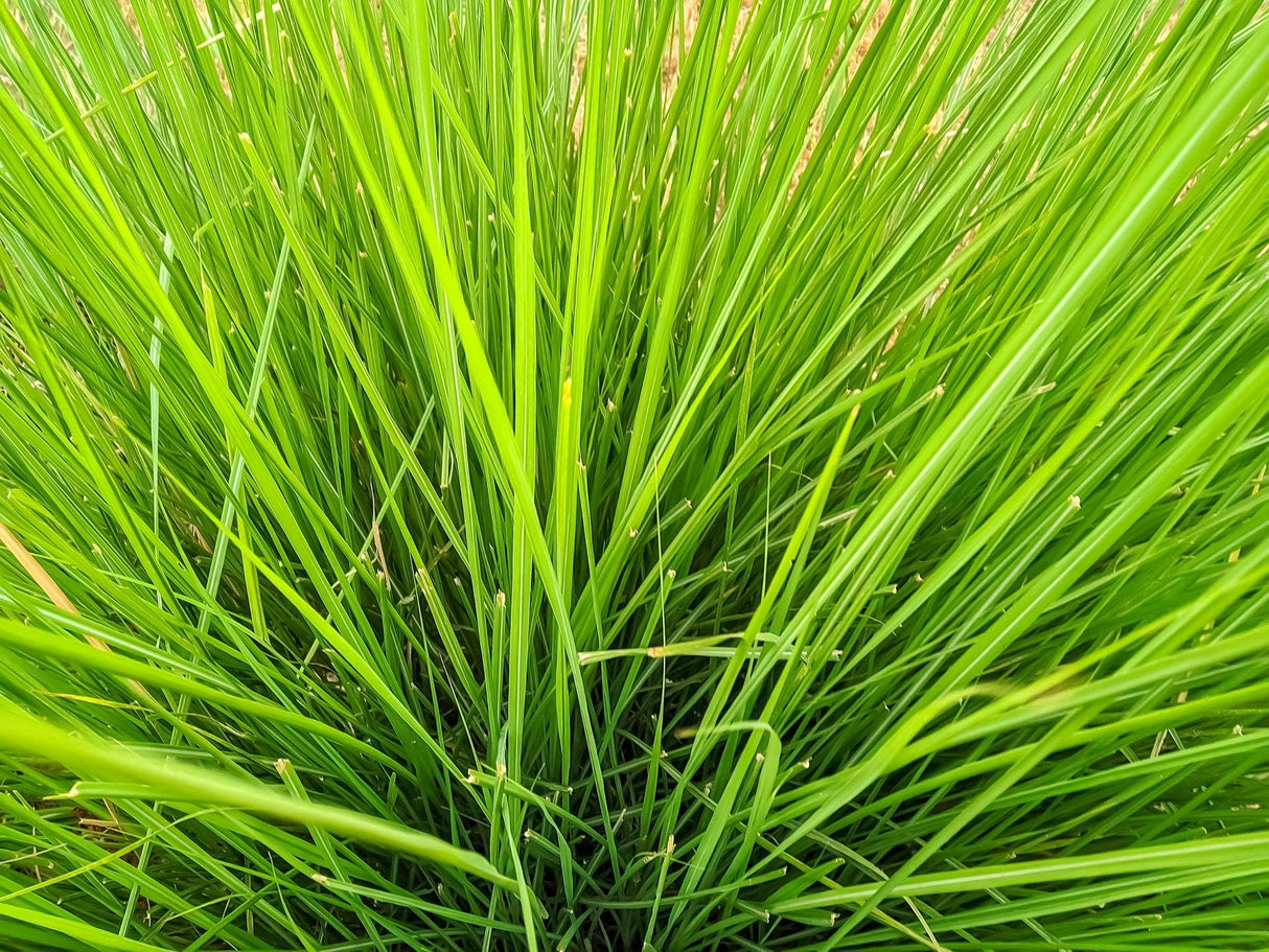 Lomandra confertifolia 'Crackerjack' - Crackerjack Mat Rush