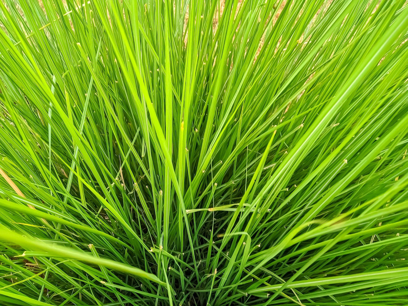 Lomandra confertifolia 'Crackerjack' - Crackerjack Mat Rush