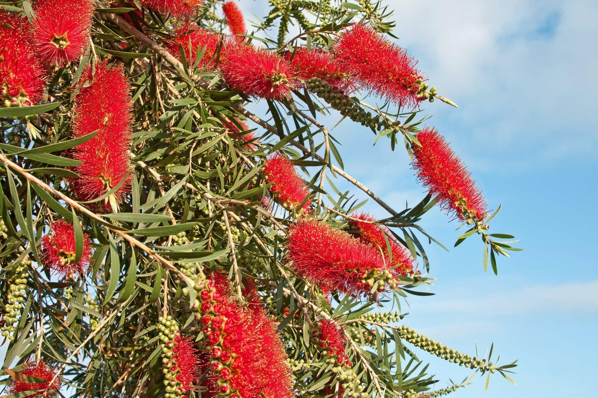 Callistemon viminalis 'Dawson River Weeper' - Dawson River Weeper Bottlebrush