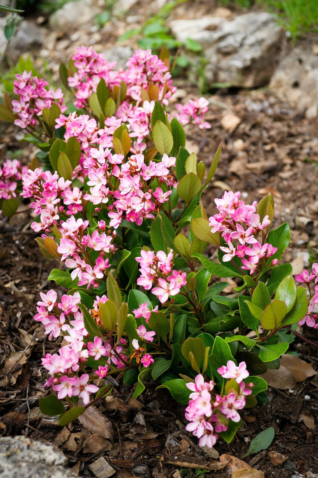 Rhaphiolepis delacourii - Delacour's Rhaphiolepis