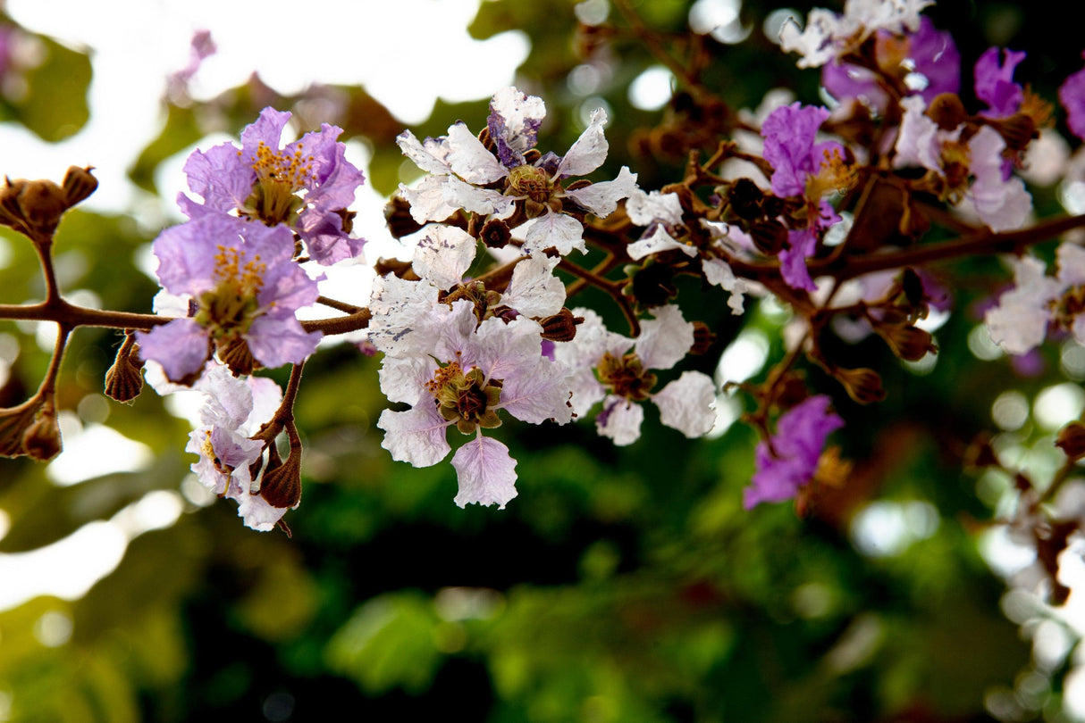 Lagerstroemia 'Diamonds in the Dark Blush' - Diamonds in the Dark Blush Crepe Myrtle