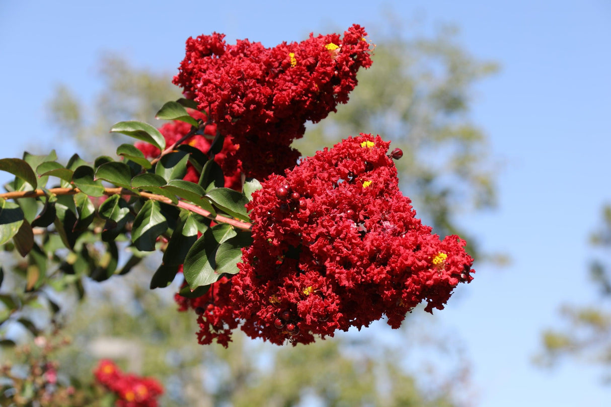 Lagerstroemia 'Diamonds in the Dark Crimson Red' - Diamonds in the Dark Crimson Red Crepe Myrtle