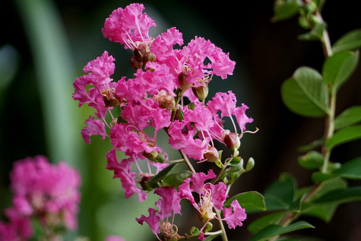 Lagerstroemia 'Diamonds in the Dark Lavender Lace' - Diamonds in the Dark Lavender Lace Crepe Myrtle