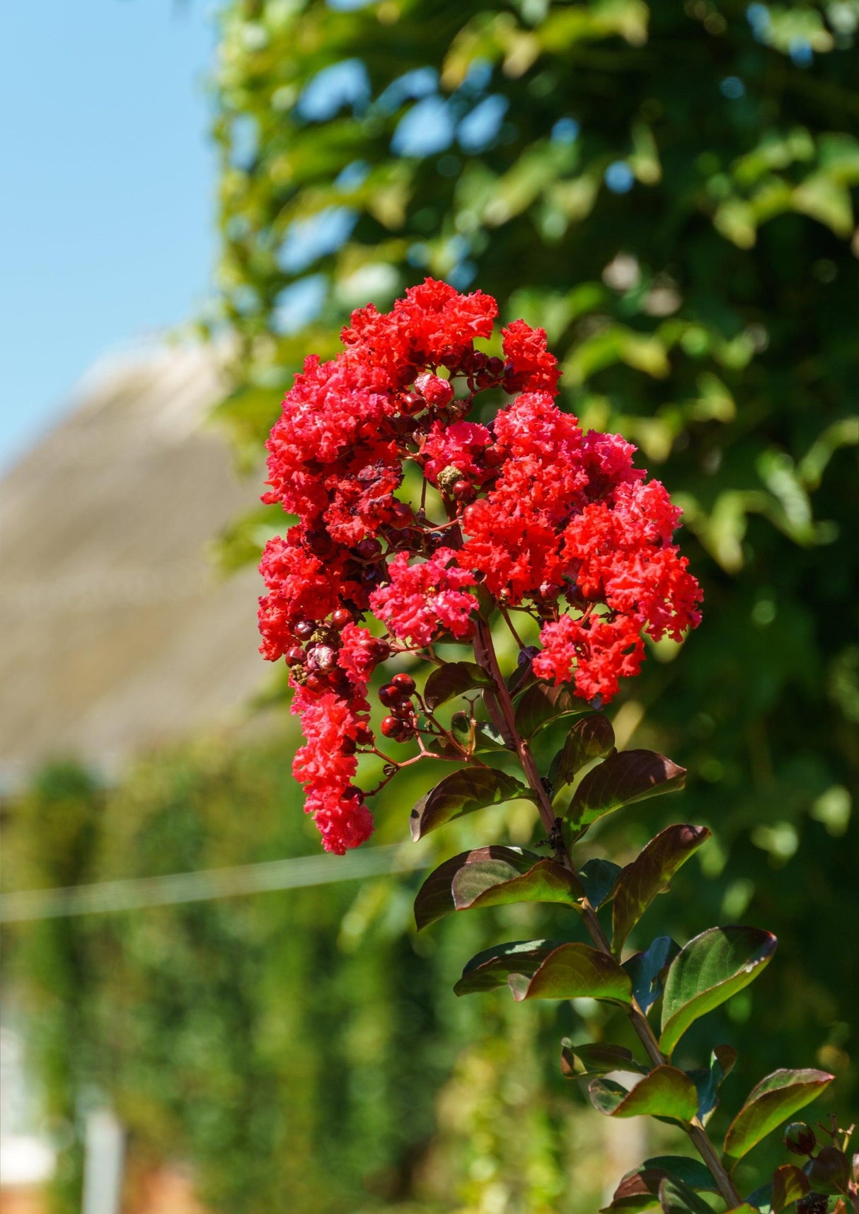 Lagerstroemia 'Diamonds in the Dark Red Hot' - Diamonds in the Dark Red Hot Crepe Myrtle