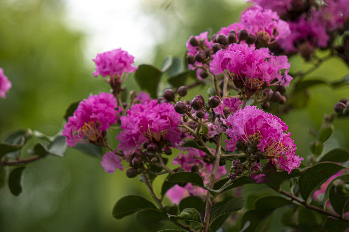 Lagerstroemia 'Diamonds in the Dark Shell Pink' - Diamonds in the Dark Shell Pink Crepe Myrtle