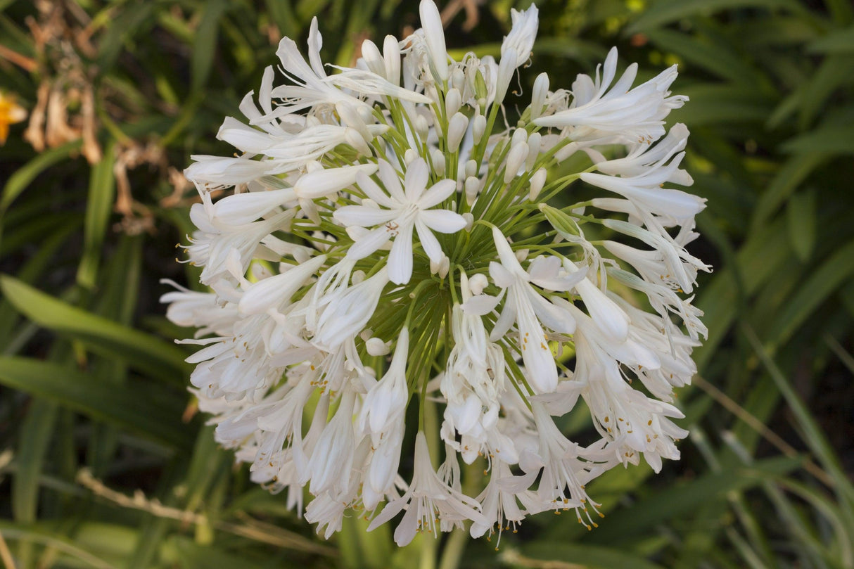 Agapanthus 'Double Blue Boy' - Double Blue Boy Agapanthus