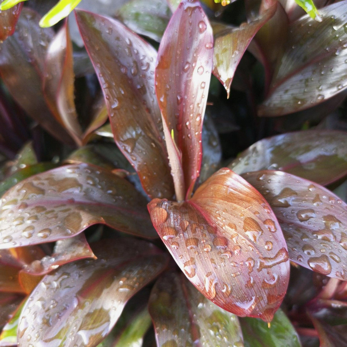 Cordyline fruticosa 'Dr. Brown' - Dr. Brown Cordyline