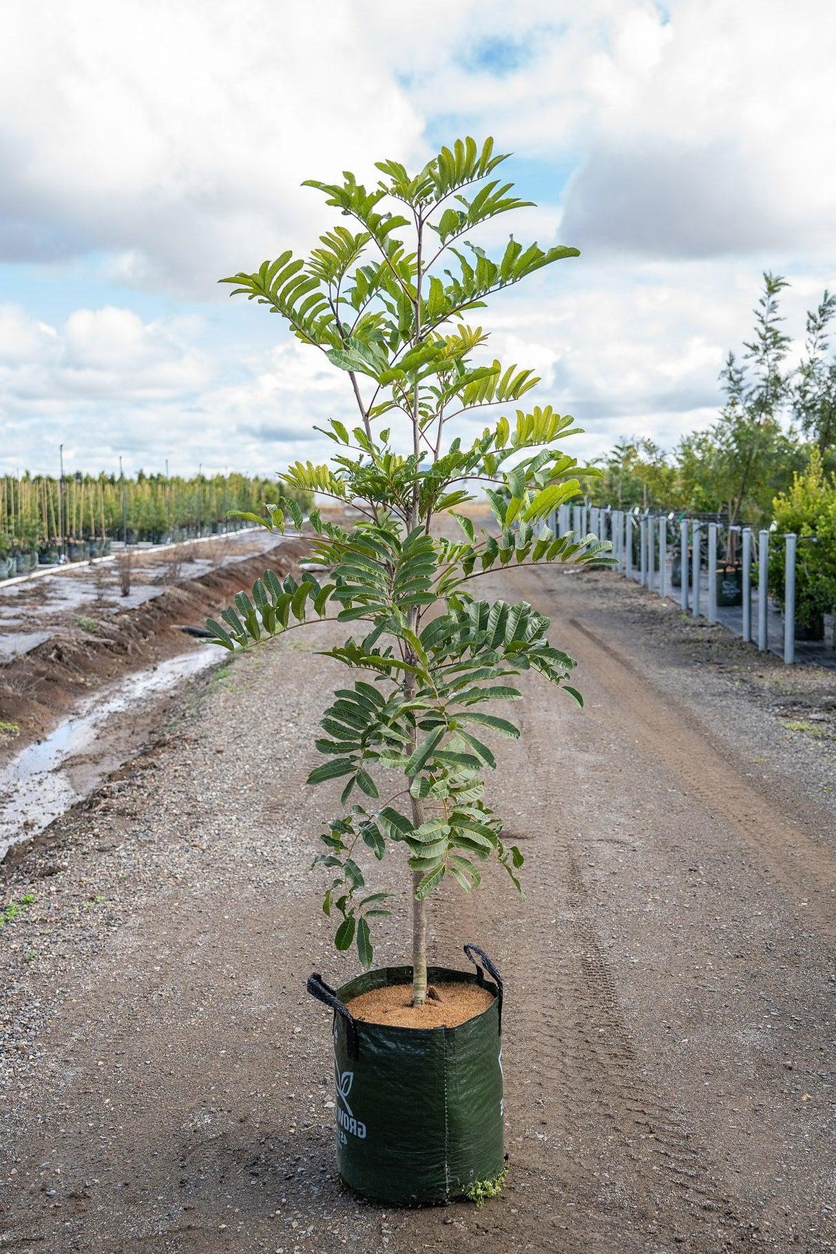 Harpullia pendula - Australian Tulipwood Tree