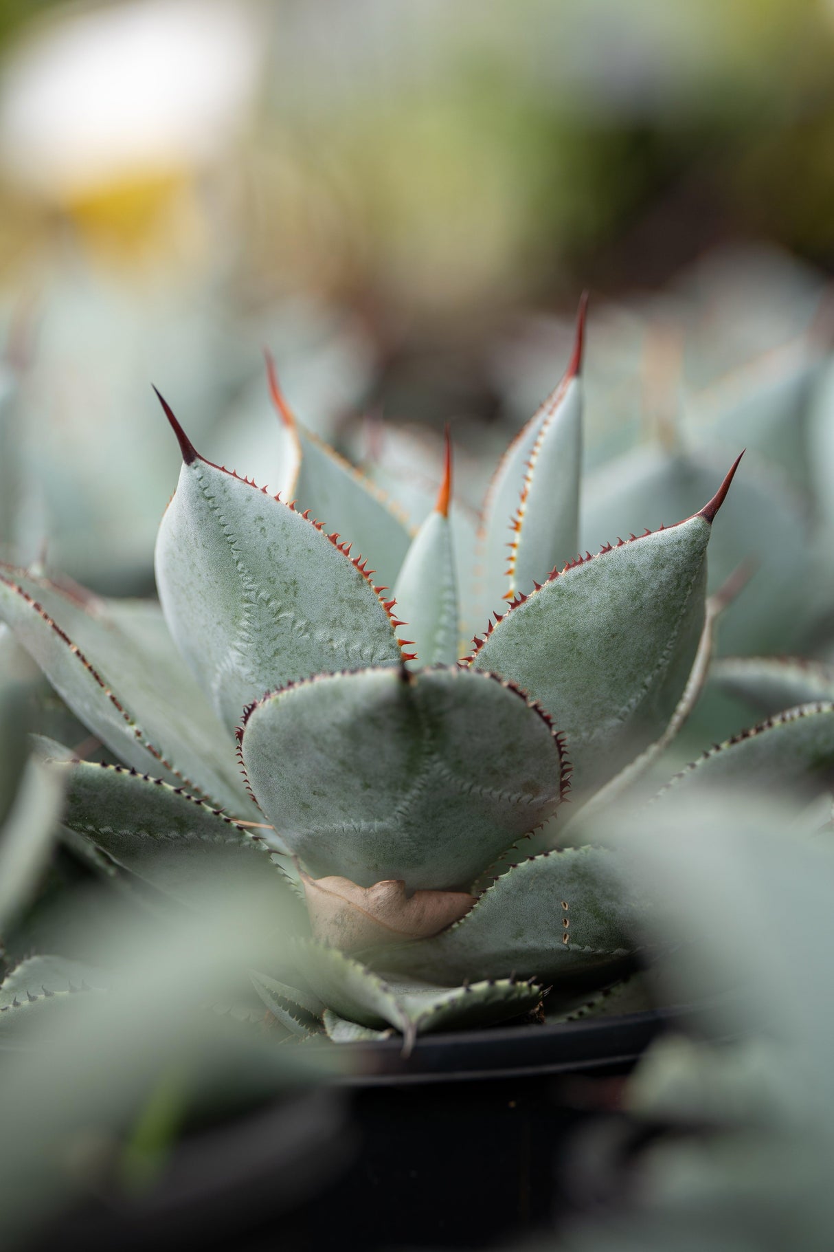 Agave 'Dragon Toes' - Dragon Toes Agave