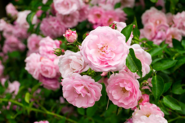 Camellia japonica 'Drama Girl' - Drama Girl Camellia