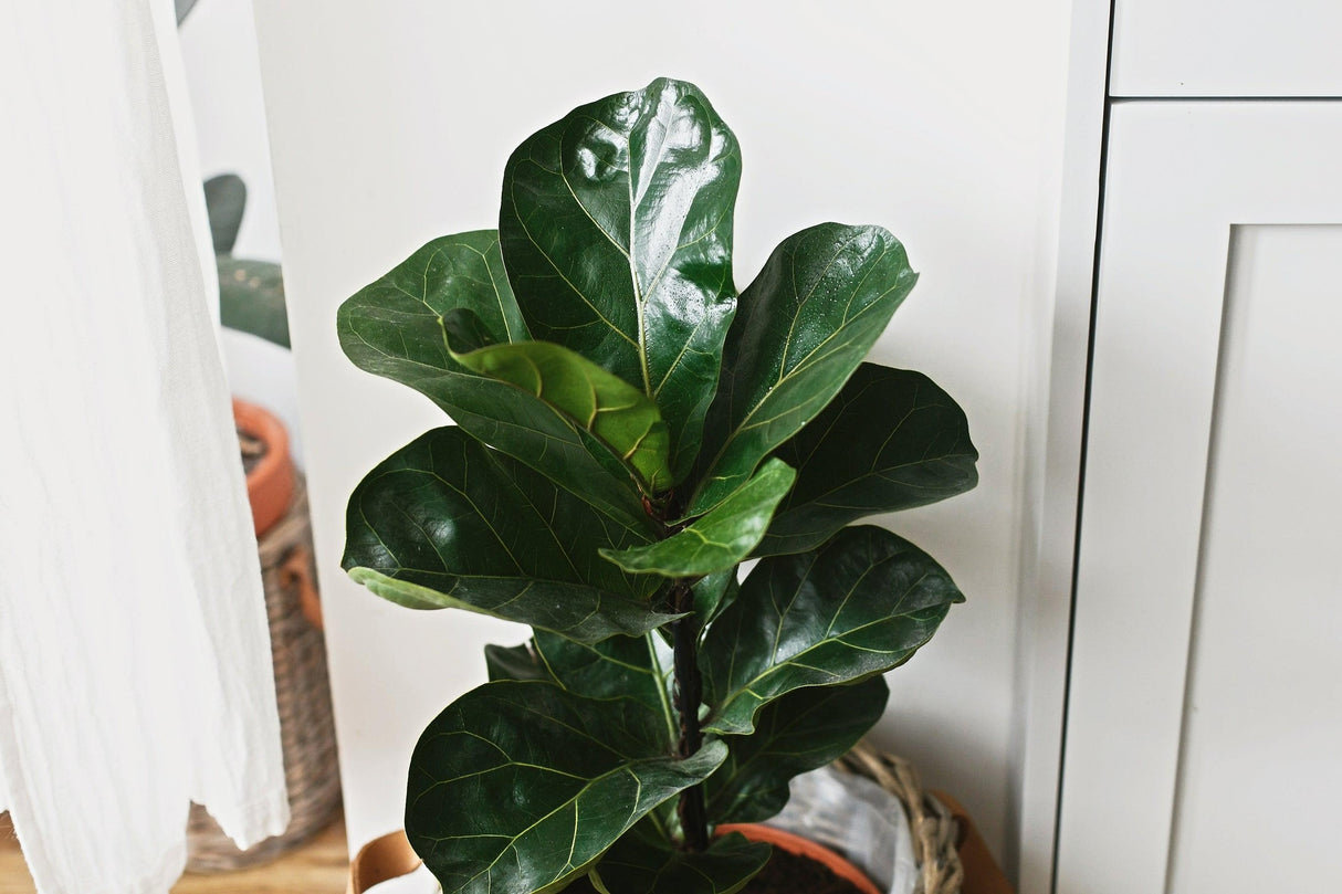 Ficus lyrata Bambino - Dwarf Fiddle Leaf Fig