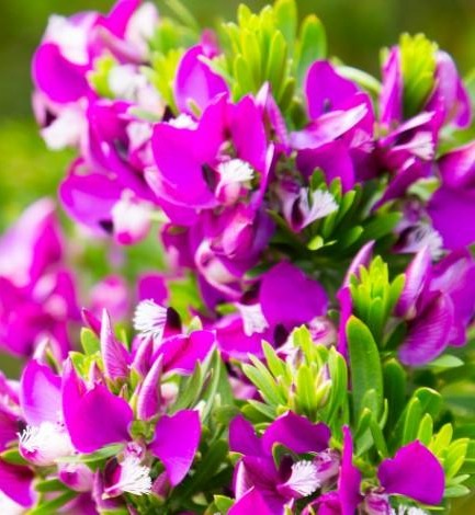 Polygala myrtifolia 'Little Bibi' - Dwarf Sweet Pea Shrub