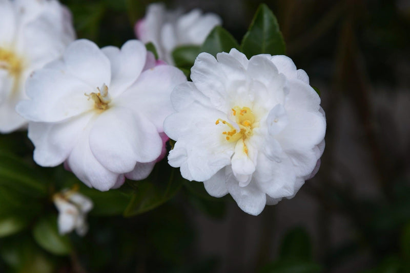 Camellia japonica 'Ecclesfield' - كاميليا إكليسفيلد