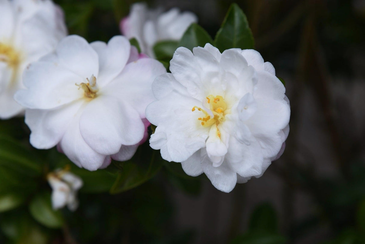 Camellia japonica 'Ecclesfield' - Ecclesfield Camellia