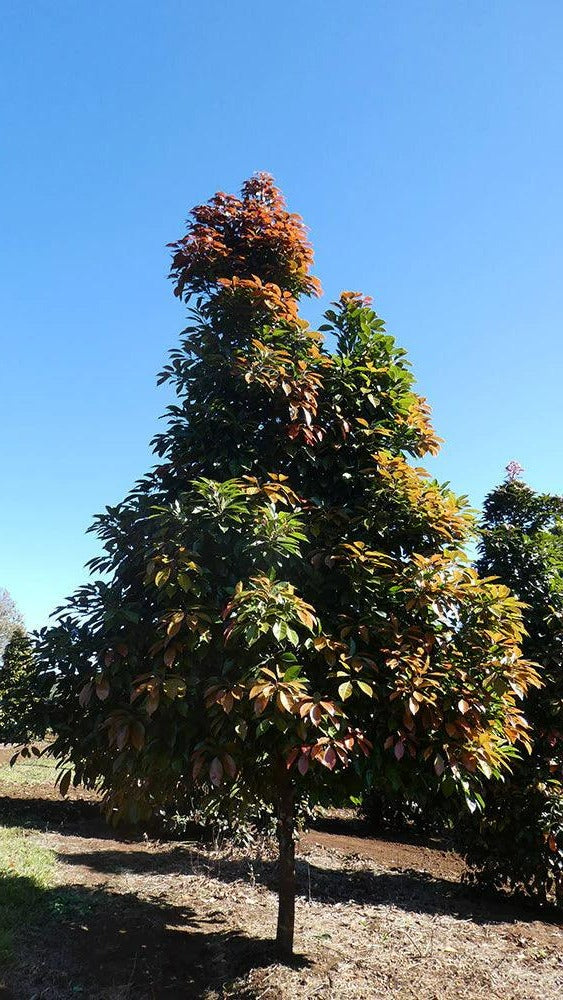 Elaeocarpus eumundii - Eumundi Quandong