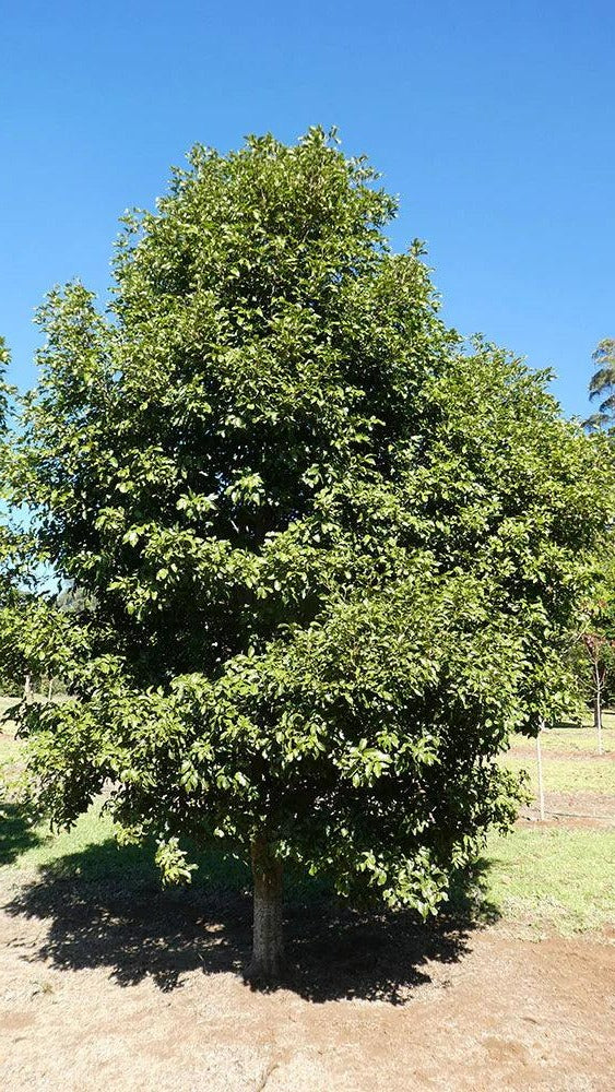 Elattostachys xylocarpa - White Tamarind