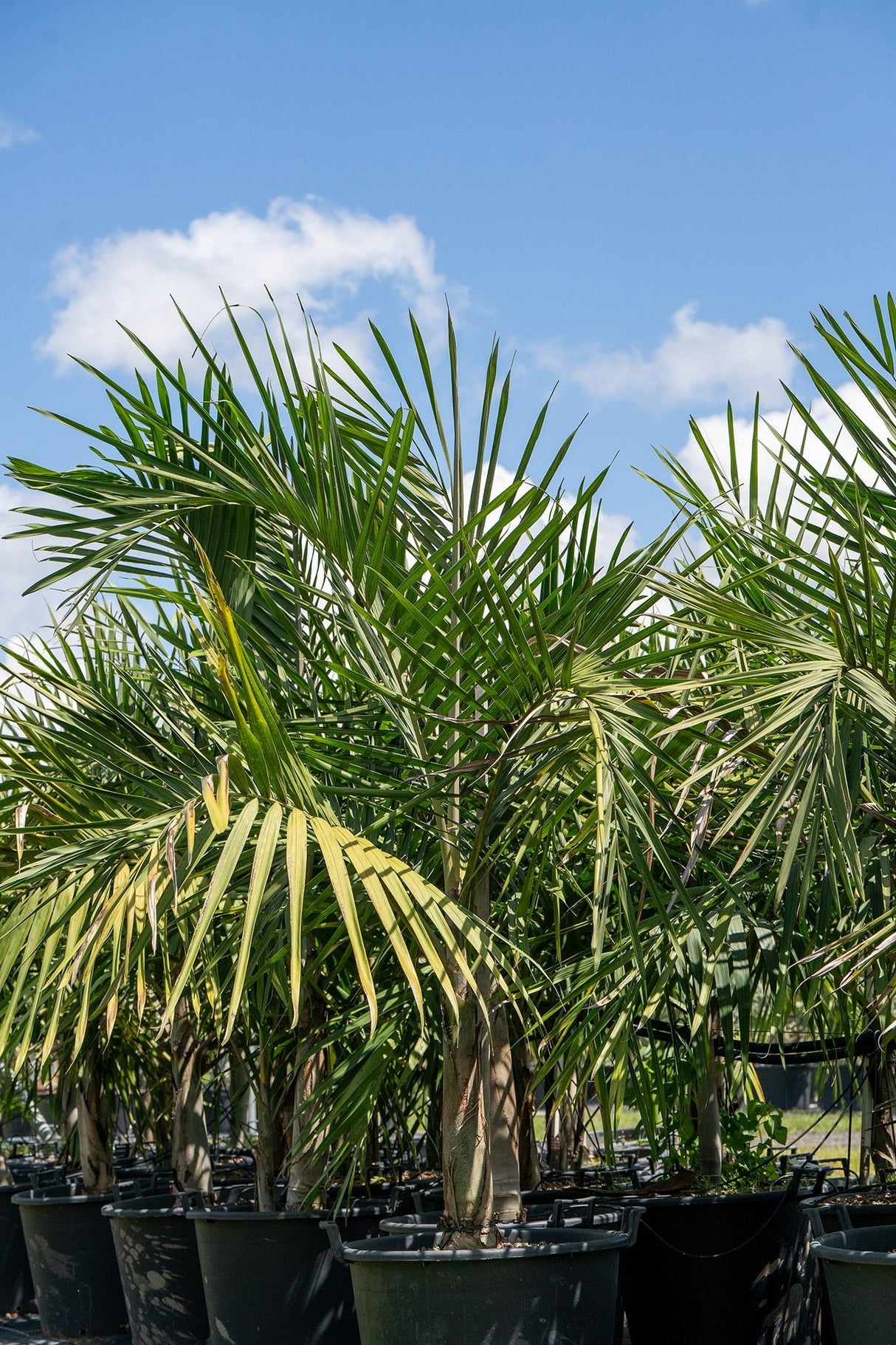 Cyphophoenix elegans - Elegant Palm