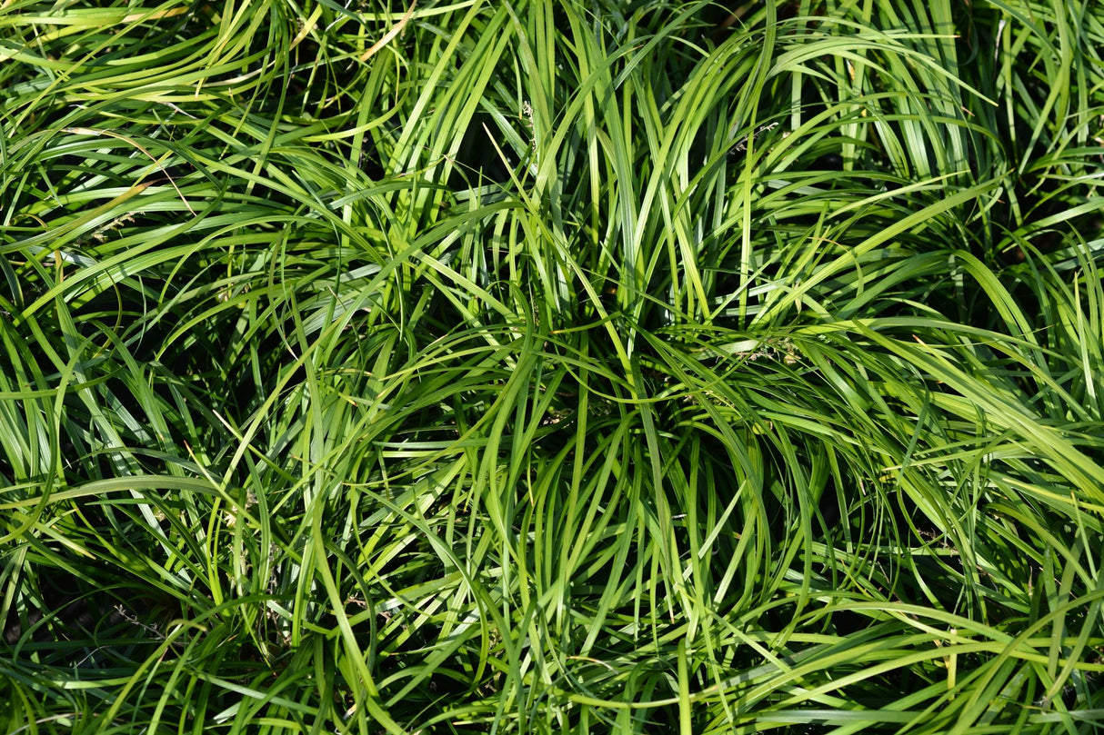 Liriope muscari 'Emerald Cascade' - Emerald Cascade Lilyturf