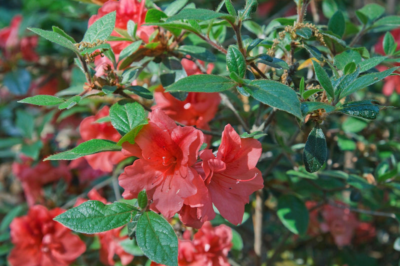Azalea Encore 'Autumn Bravo' - Autumn Bravo Encore Azalea