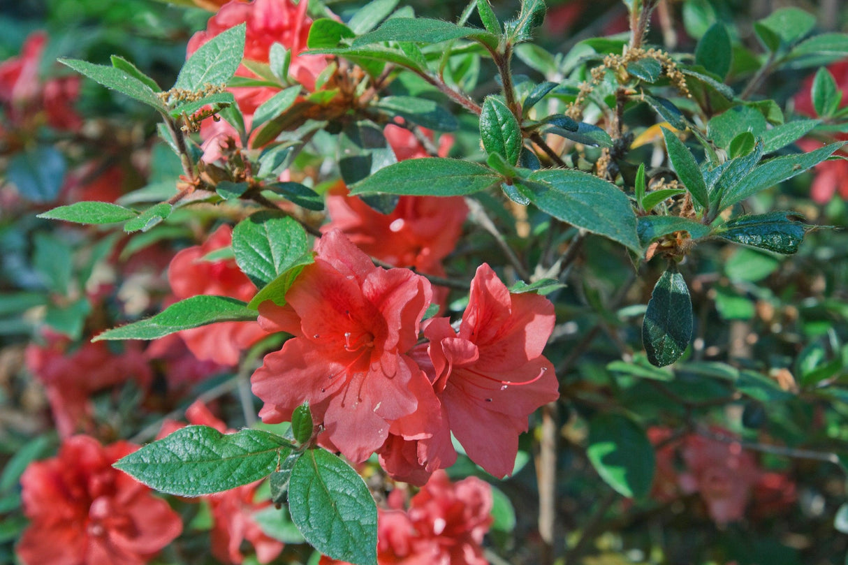 Azalea Encore 'Autumn Bravo' - Autumn Bravo Encore Azalea