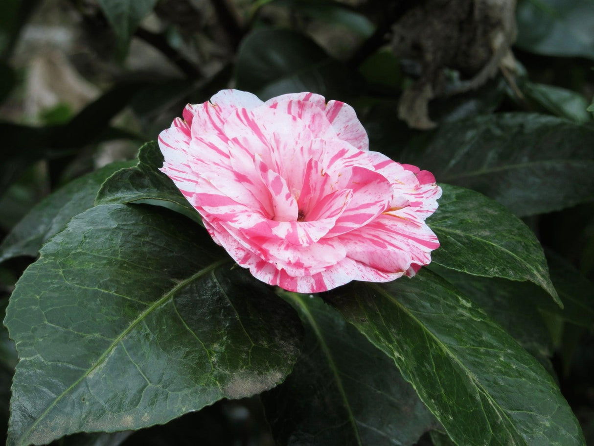 Camellia japonica 'Emperor of Russia Variegated' - Emperor of Russia Variegated Camellia