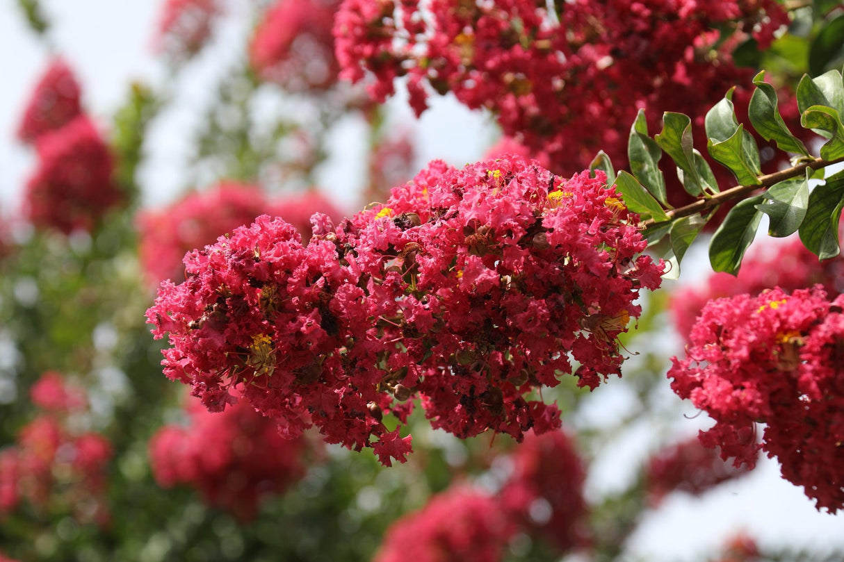 Lagerstroemia 'Enduring Summer Red' - Enduring Summer Red Crepe Myrtle