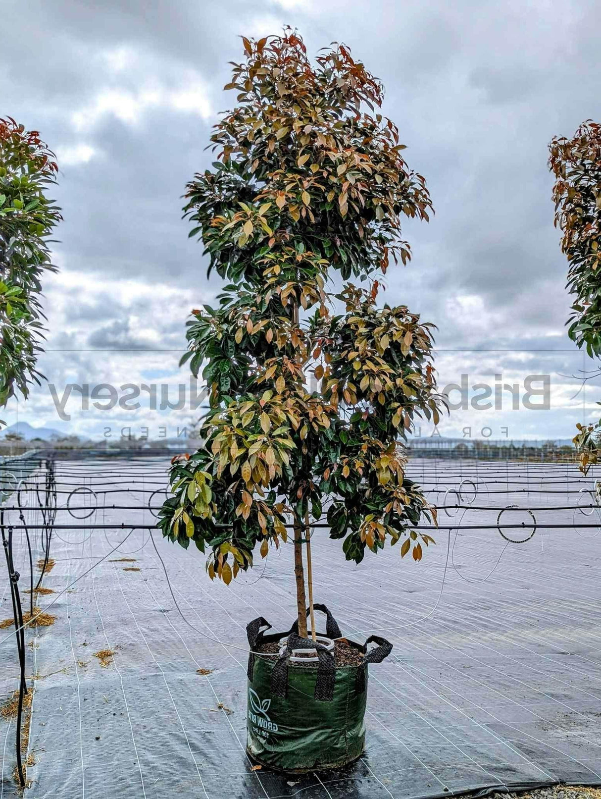 Elaeocarpus eumundi - Eumundi Quandong Tree