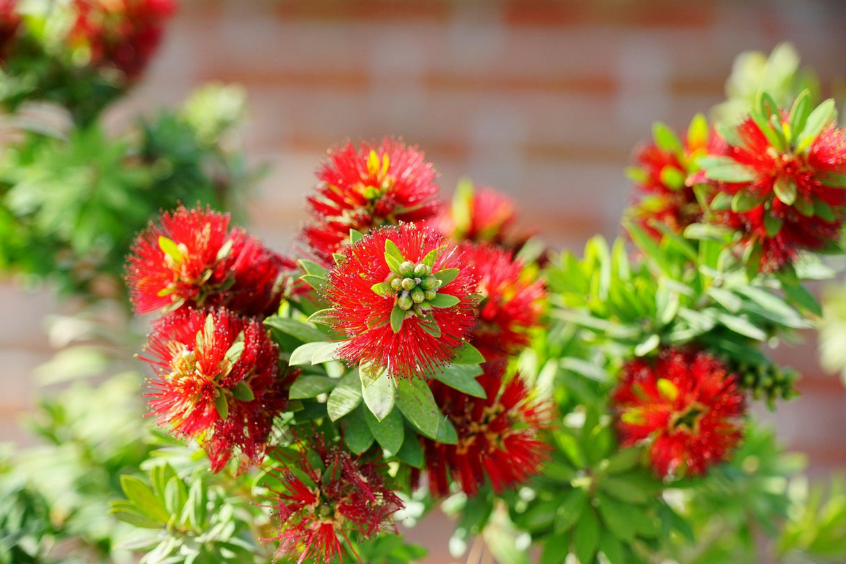 Callistemon 'Eureka' - Eureka Bottlebrush