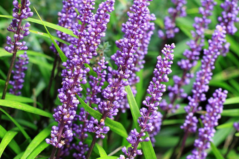 Liriope muscari 'Evergreen Giant' - ليريوب إيفرغرين جاينت