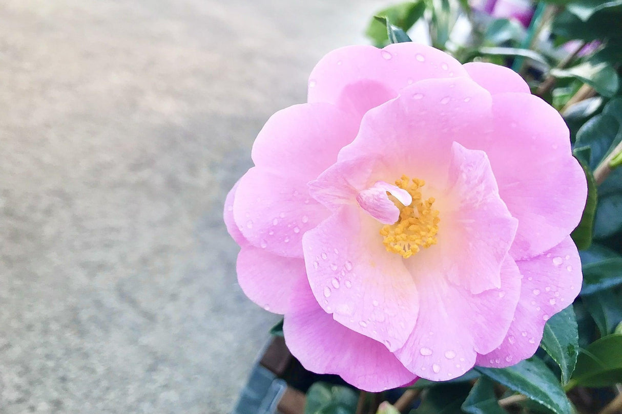 Camellia sasanqua 'Exquisite' - Exquisite Camellia