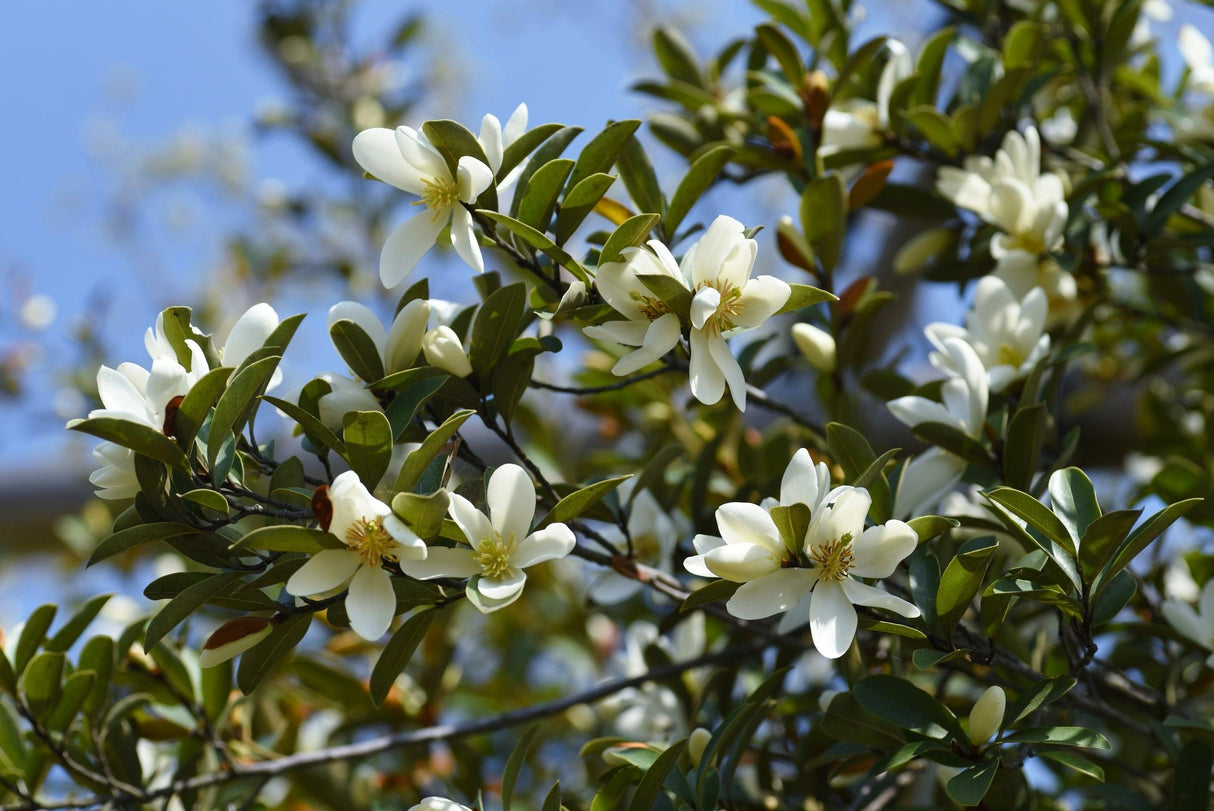 Michelia 'Fairy Cream' - Fairy Cream Michelia