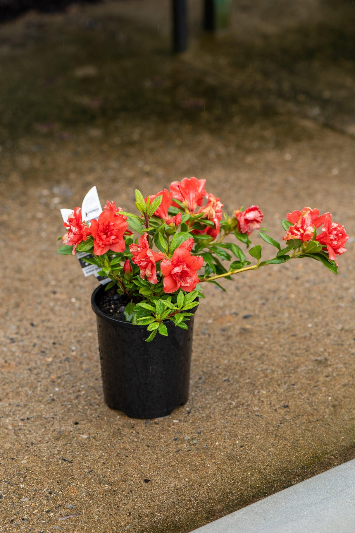 Azalea Encore 'Autumn Embers' - Autumn Embers Encore Azalea