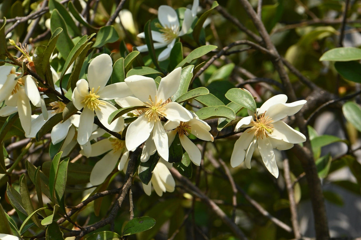 Michelia 'Fairy White' - Fairy White Michelia