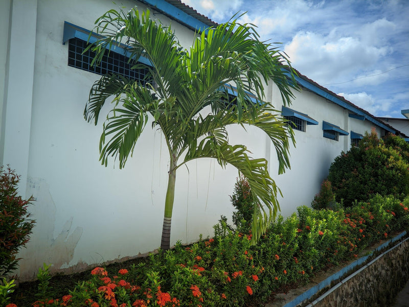 Dypsis plumosa - النخلة رفيعة الأوراق
