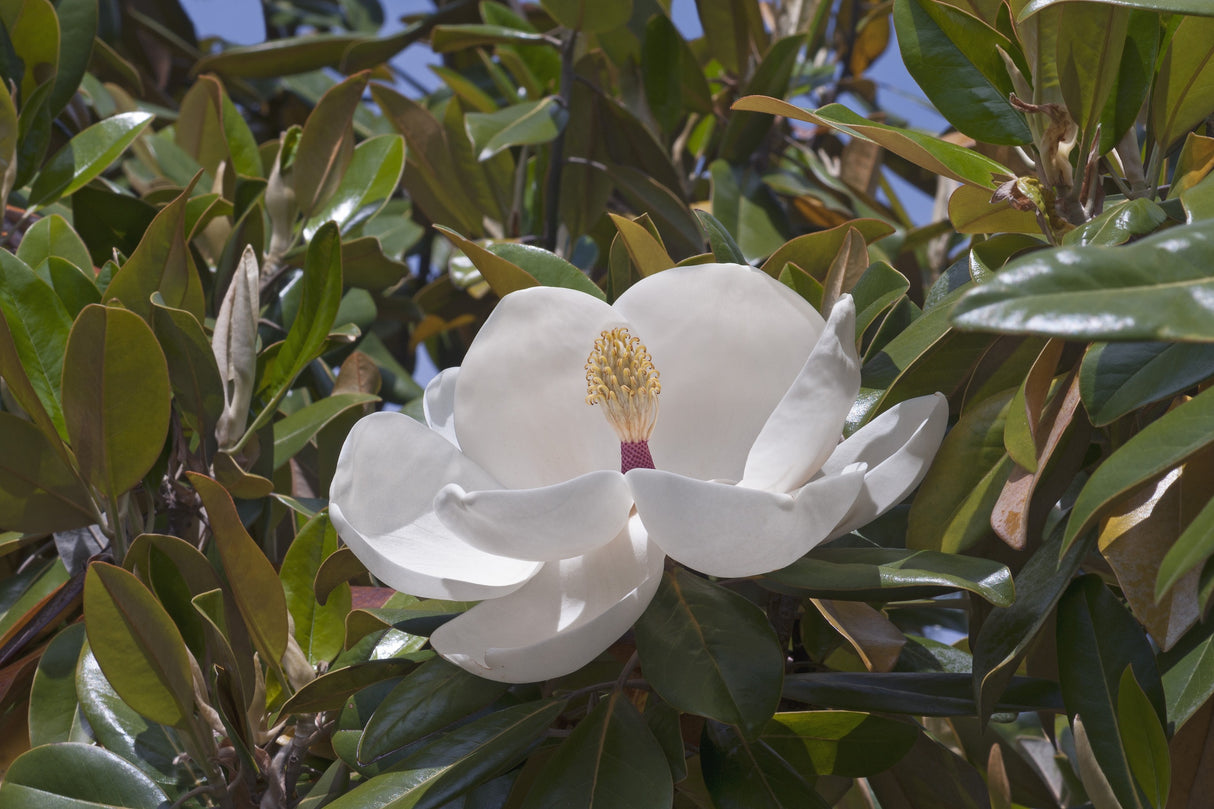 Magnolia grandiflora 'Exmouth' - Exmouth Magnolia