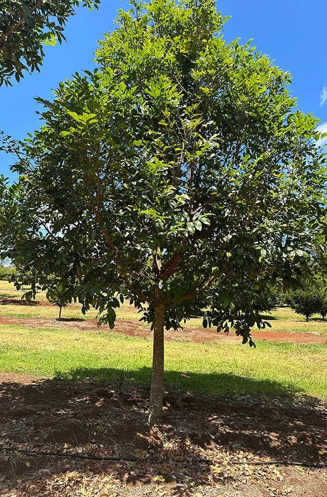 Flindersia australis - Crow’s Ash, Australian Teak