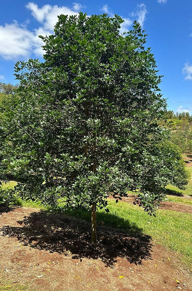 Flindersia collina - Leopard Ash