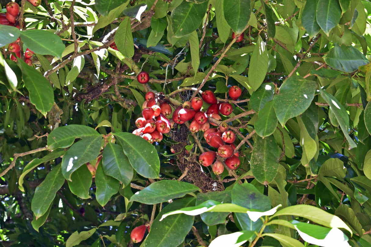 Syzygium tierneyanum - Forest Satinash Tree