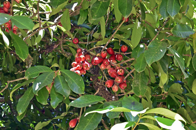 Syzygium tierneyanum - Forest Satinash Tree