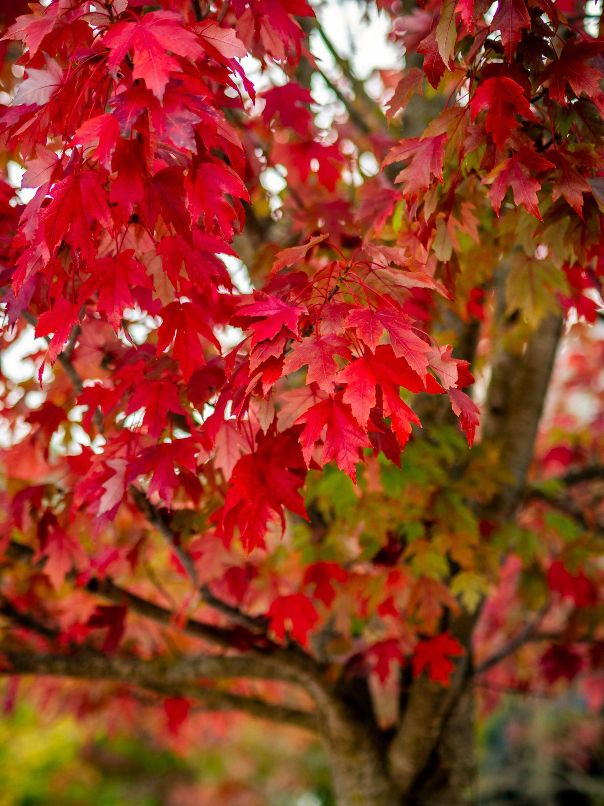 Acer rubrum 'Frank Jr Redpointe' - Frank Jr Japanese Maple