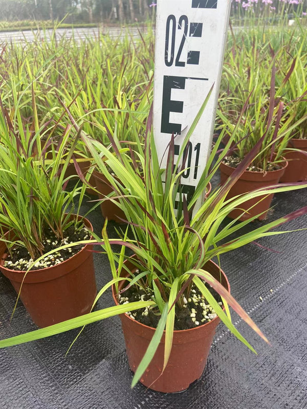 Imperata cylindrica - Blood Grass