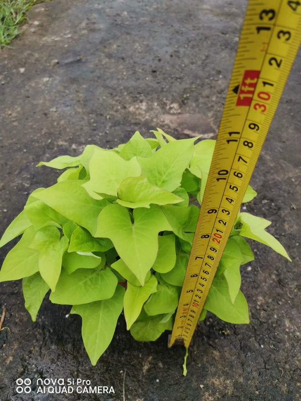 Ipomoea batatas